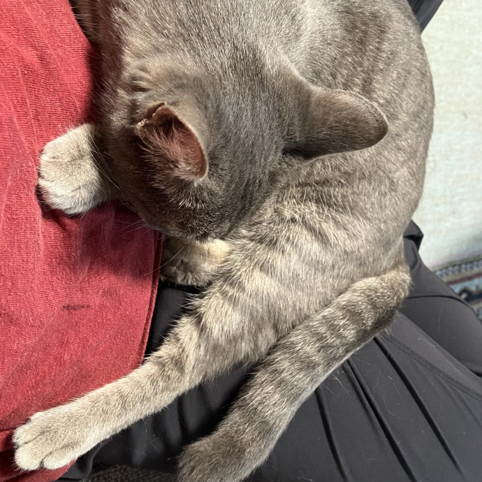 25 Years Of Kitty Whispering
