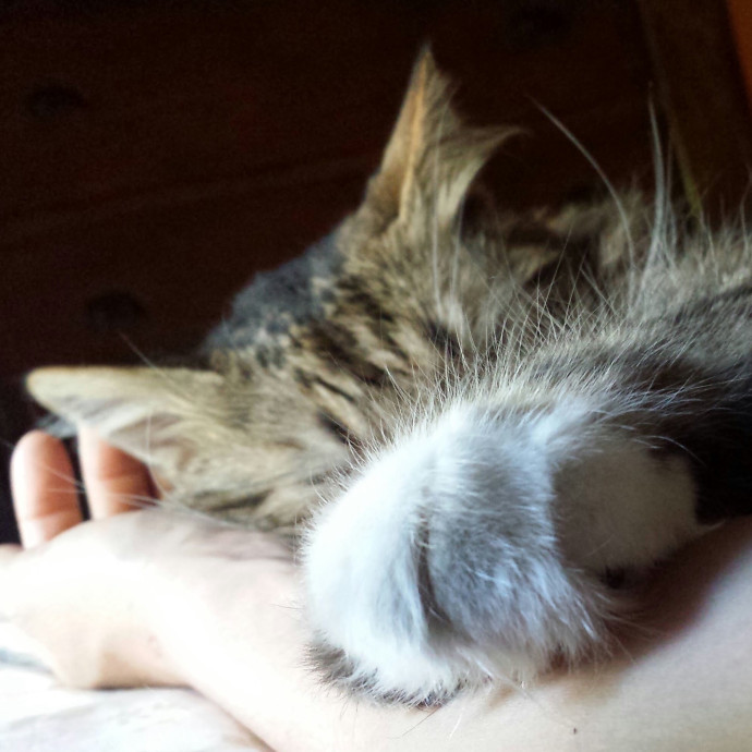 25 Years Of Kitty Whispering