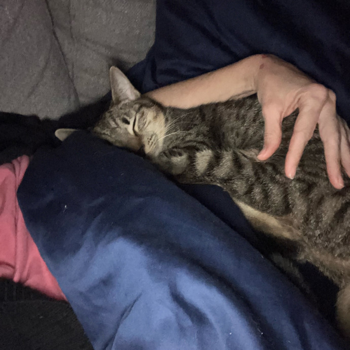 25 Years Of Kitty Whispering