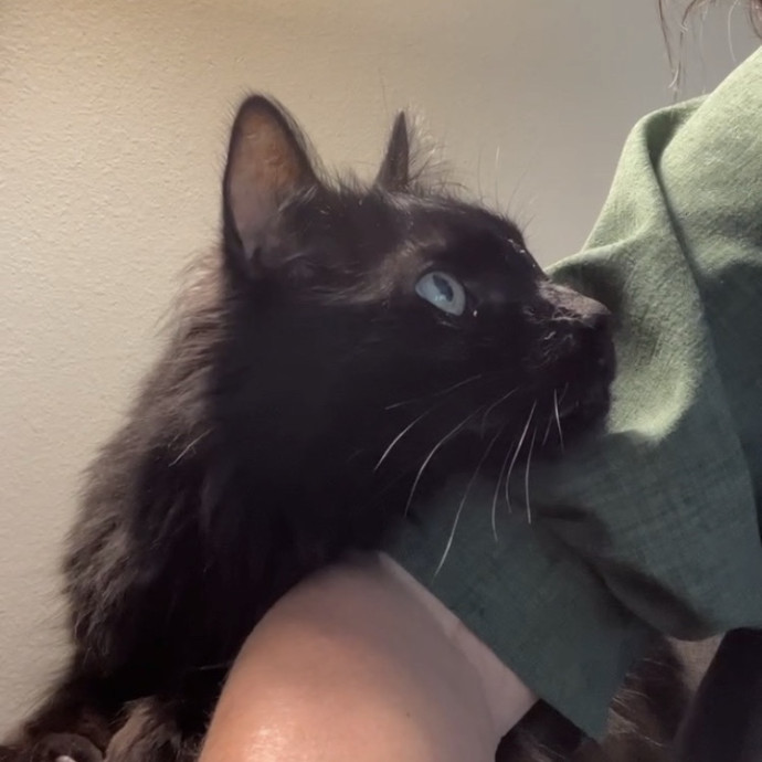 25 Years Of Kitty Whispering