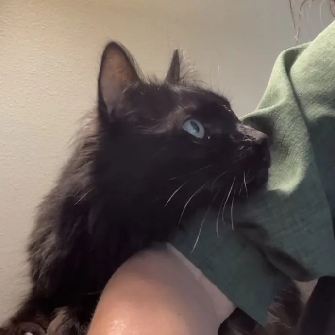 25 Years Of Kitty Whispering