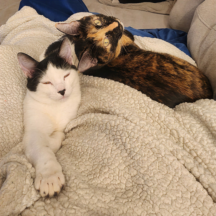 Abby's Purrfect Cat Care