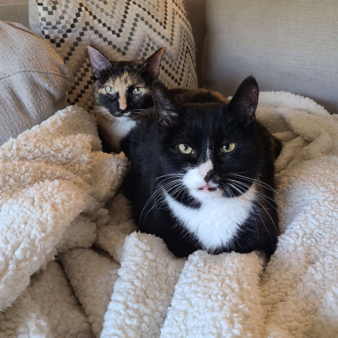 Abby's Purrfect Cat Care