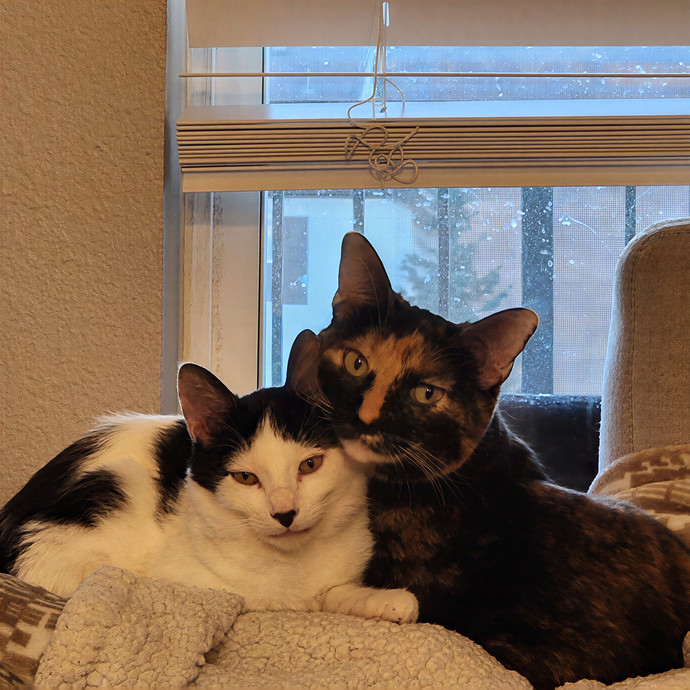 Abby's Purrfect Cat Care