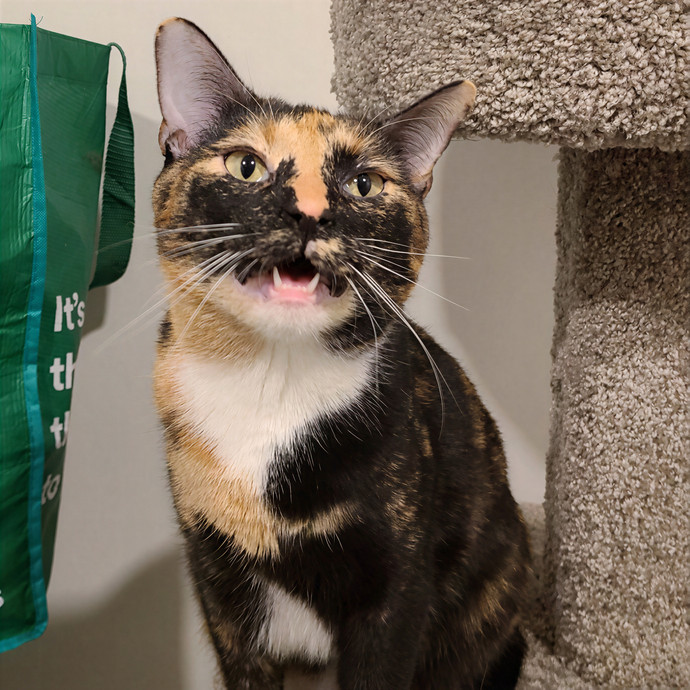 Abby's Purrfect Cat Care