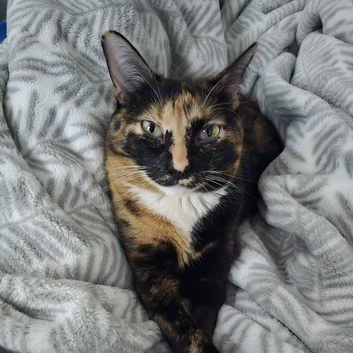 Abby's Purrfect Cat Care photo 3