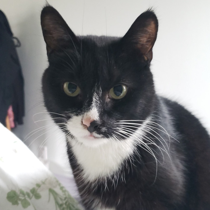 Abby's Purrfect Cat Care photo 2