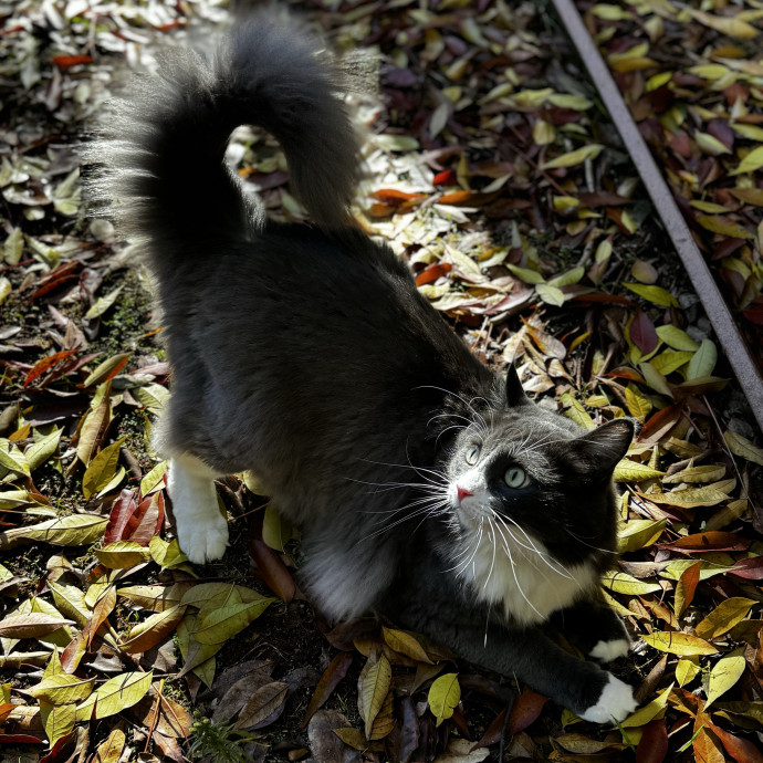Purrfessional Kitty Sitter