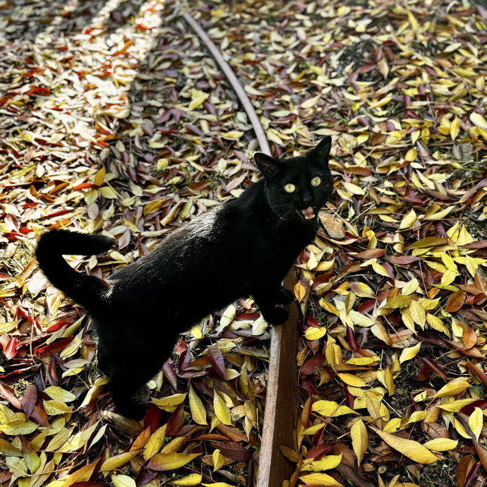 Purrfessional Kitty Sitter photo 2