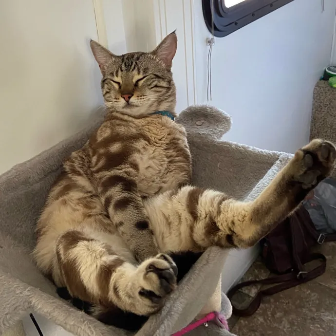 Orlando's Best Cat Sitter