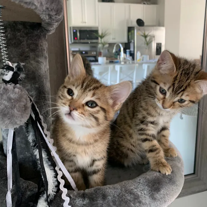 Orlando's Best Cat Sitter