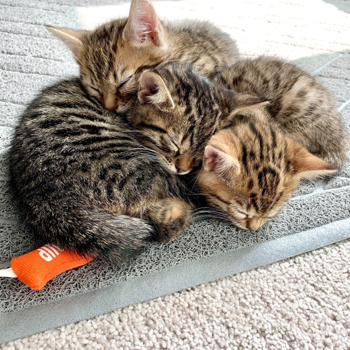 Orlando's Best Cat Sitter