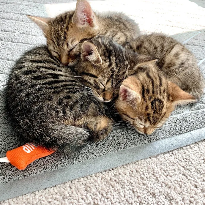 Orlando's Best Cat Sitter