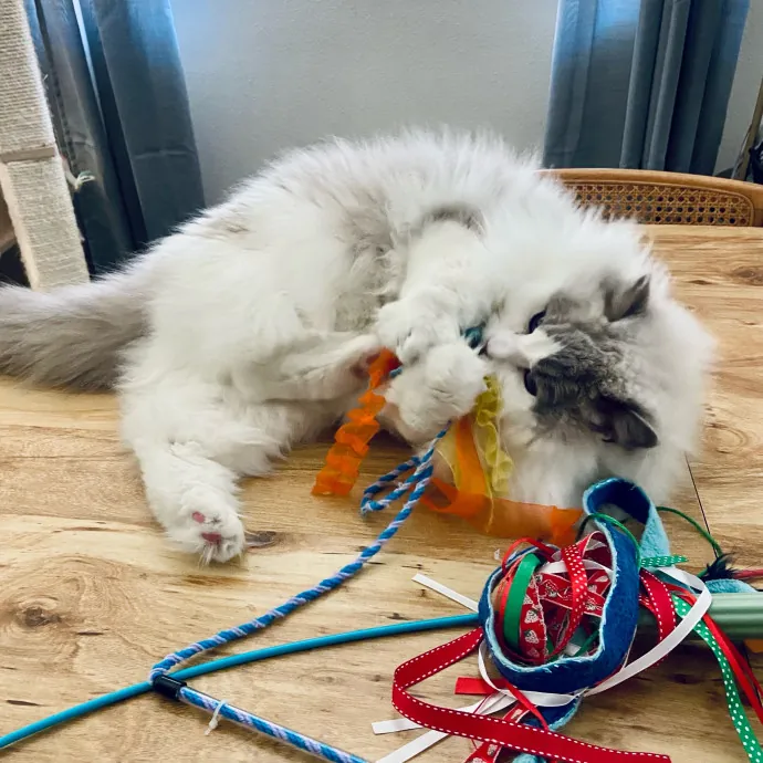 Orlando's Best Cat Sitter