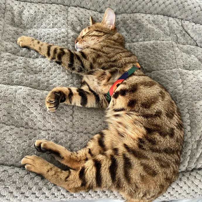 Orlando's Best Cat Sitter