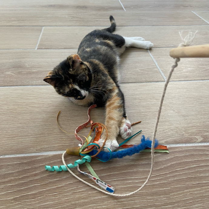 Orlando's Best Cat Sitter