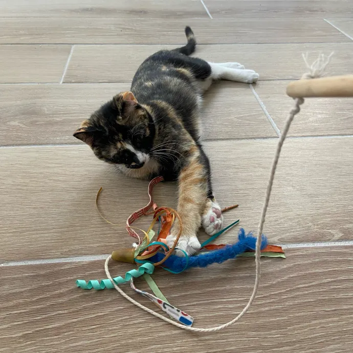 Orlando's Best Cat Sitter photo 4