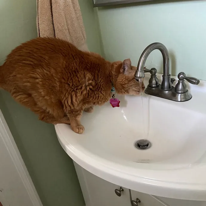 Orlando's Best Cat Sitter photo 3