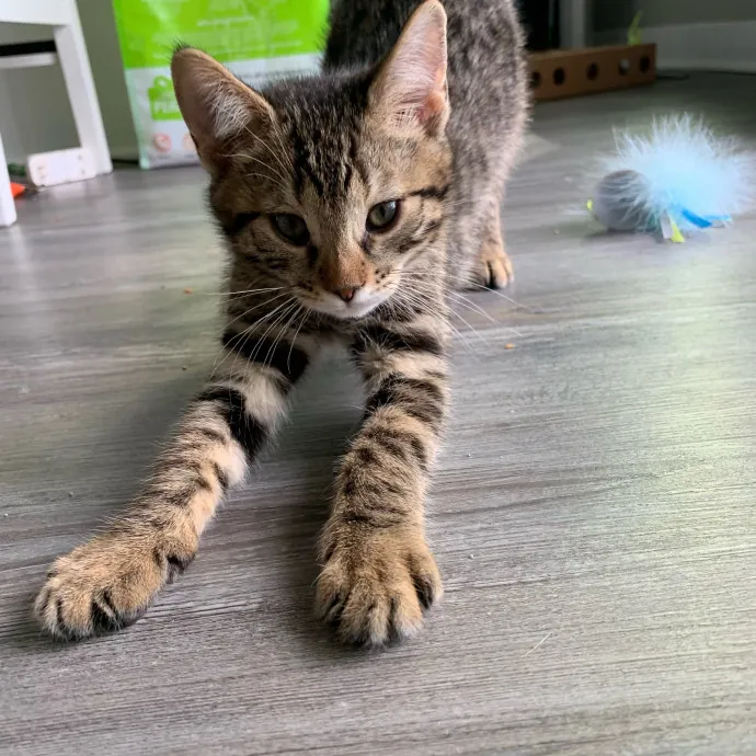 Orlando's Best Cat Sitter photo 2