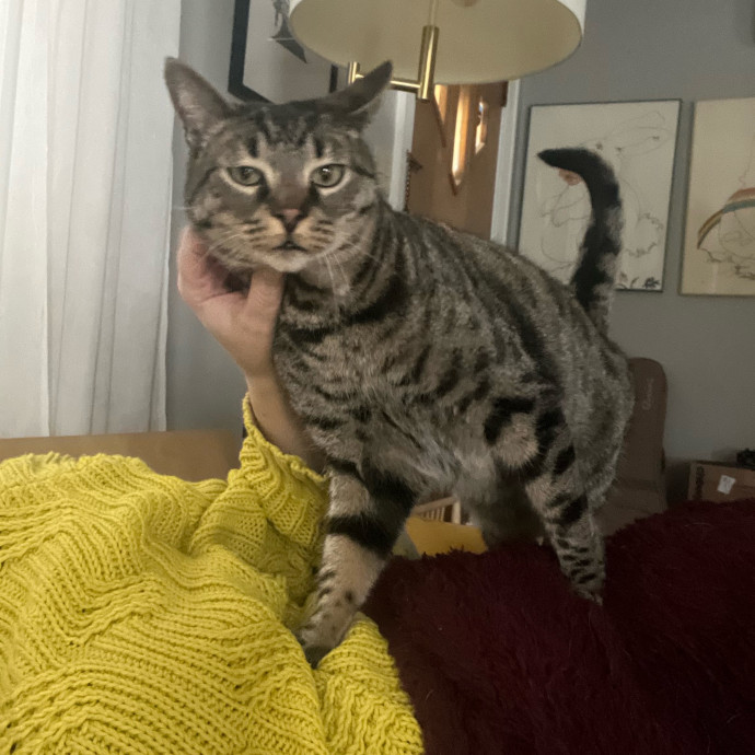 Former Cat-Mom Turned Cat-Sitter photo 2