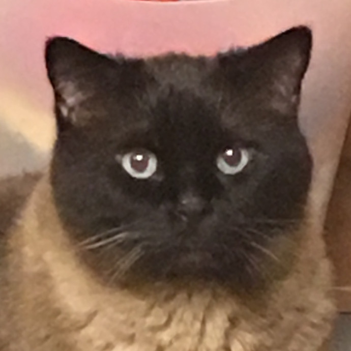 She Is Pawesome