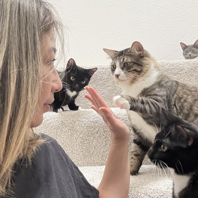 Cat Mom Of 6 Experienced W Shy  Medical Needs