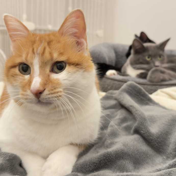 Cat Mom Of 6 Experienced W Shy  Medical Needs photo 3
