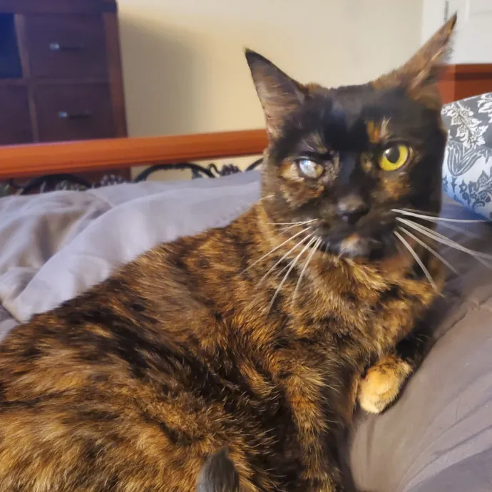 Purrfect Sitter