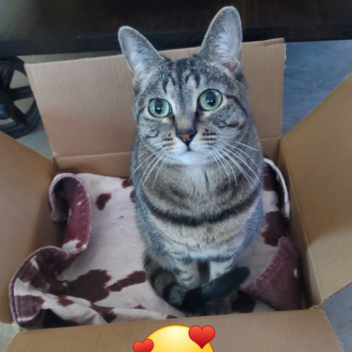 Purrfect Sitter