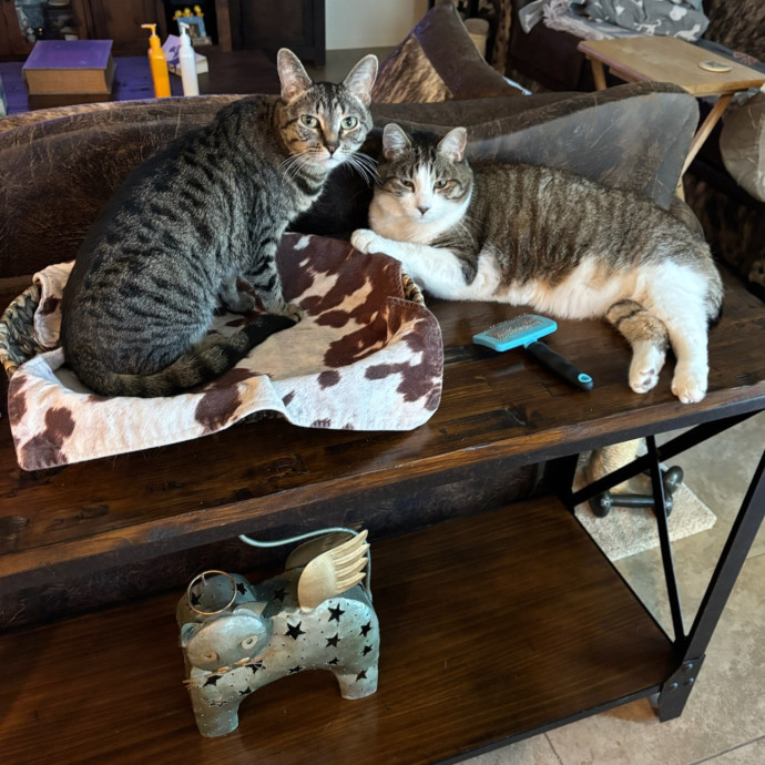 Purrfect Sitter