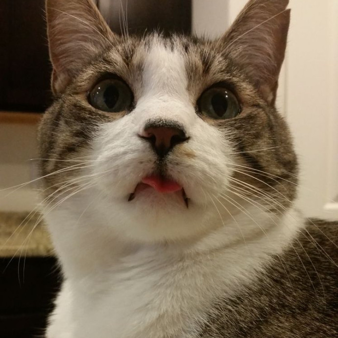 Purrfect Sitter