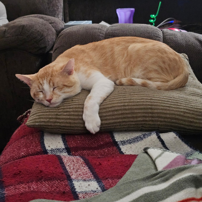 Purrfect Sitter