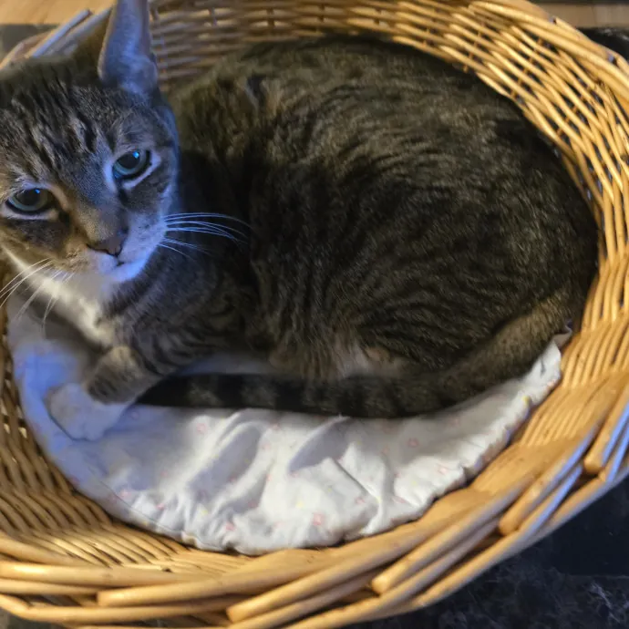 Purrfect Sitter