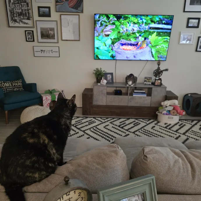 Purrfect Sitter