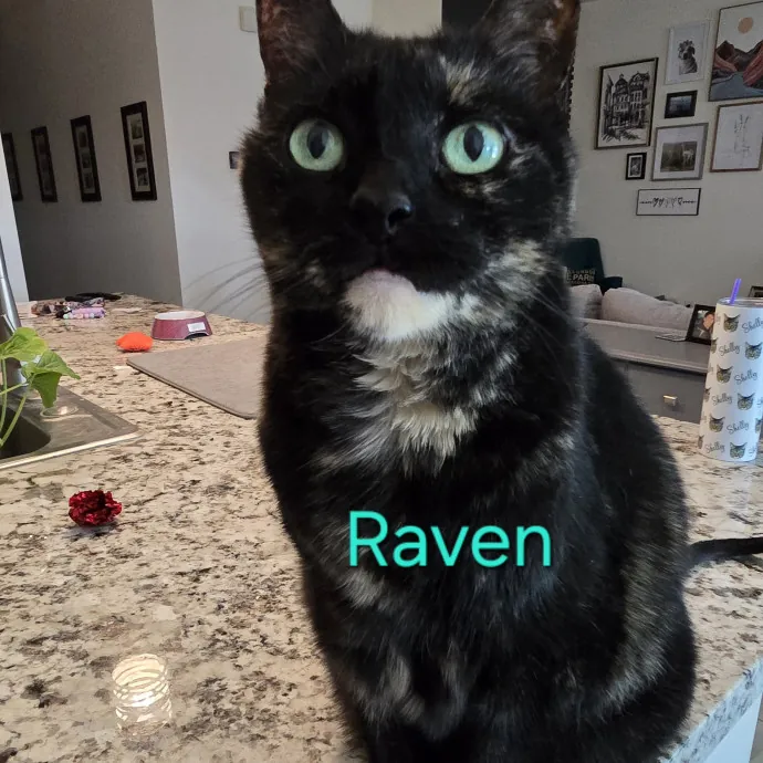 Purrfect Sitter