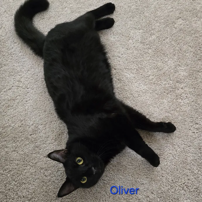 Purrfect Sitter