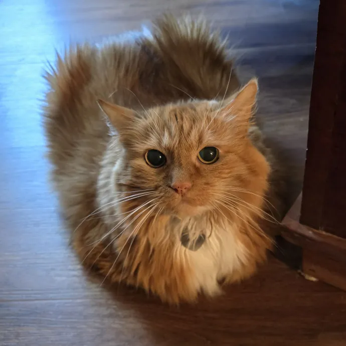 Purrfect Sitter
