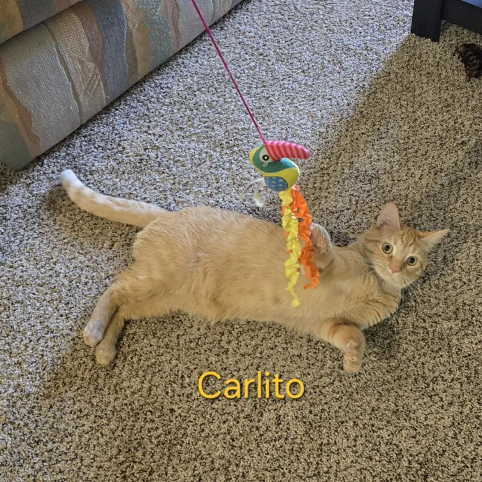 Purrfect Sitter