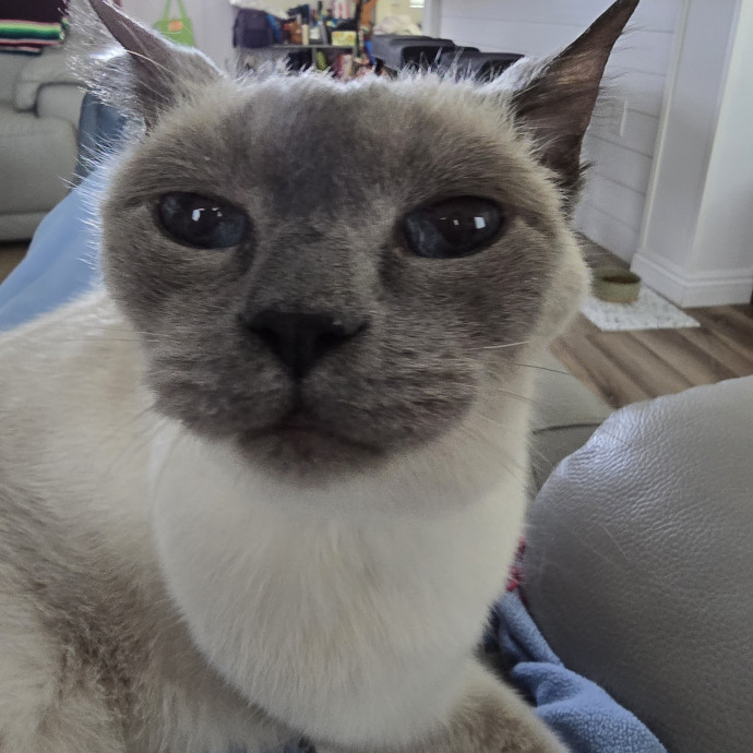 Purrfect Sitter