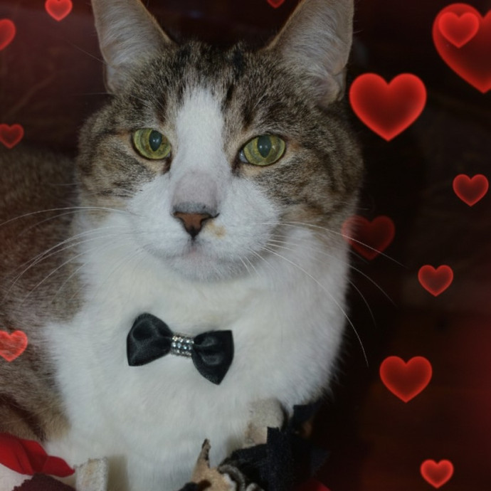 Purrfect Sitter photo 3
