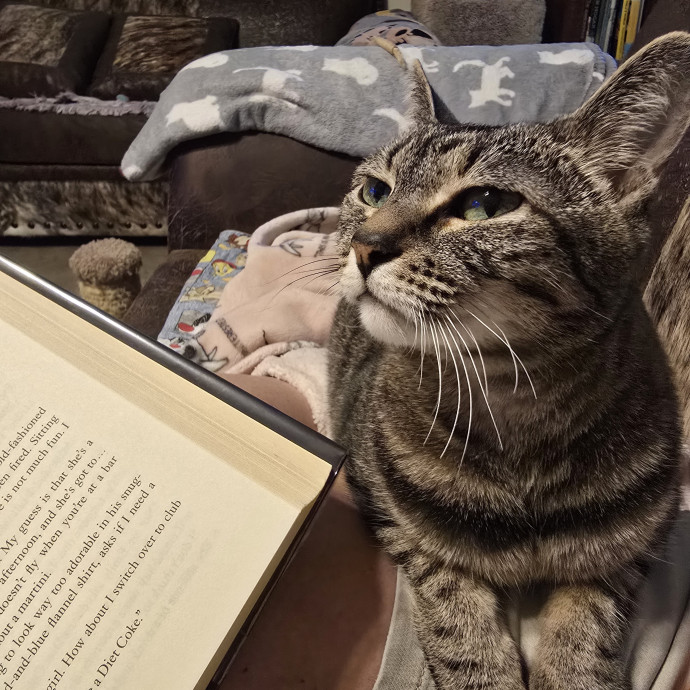 Purrfect Sitter photo 2