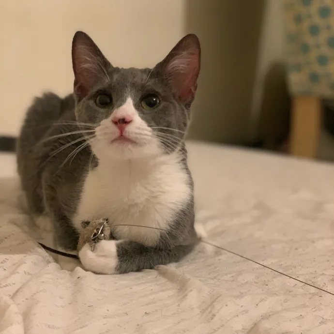 Hello Kitty Cat Care With Lauren