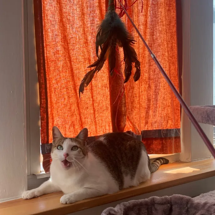 Hello Kitty Cat Care With Lauren