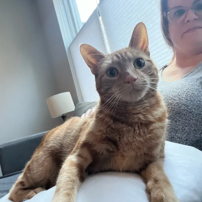 Hello Kitty Cat Care With Lauren