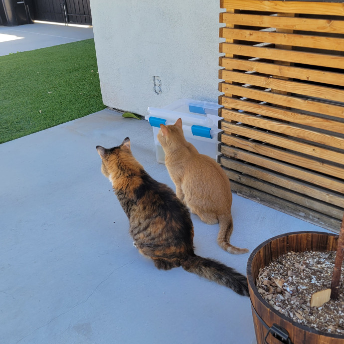 Lifelong Cat Dad At Your Service photo 3