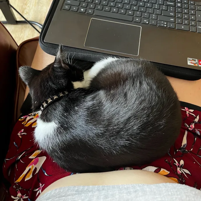 Reliable And Loving Cat Sitter
