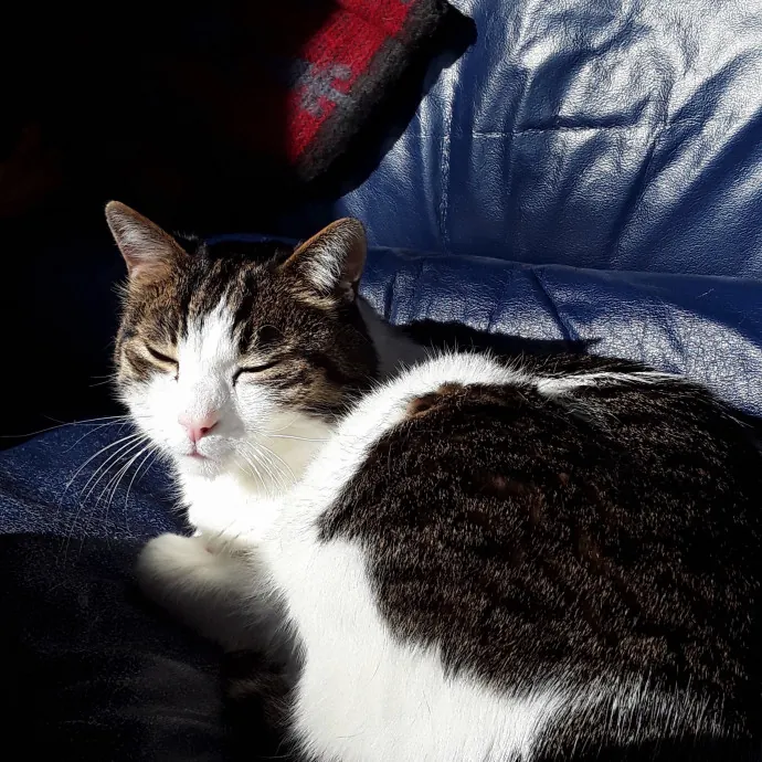 Reliable And Loving Cat Sitter