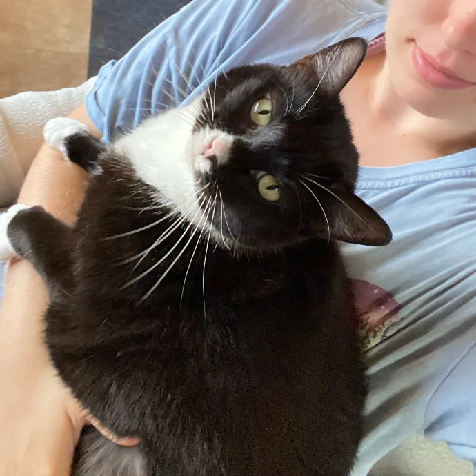 Trusted And Compassionate Cat Caregiver