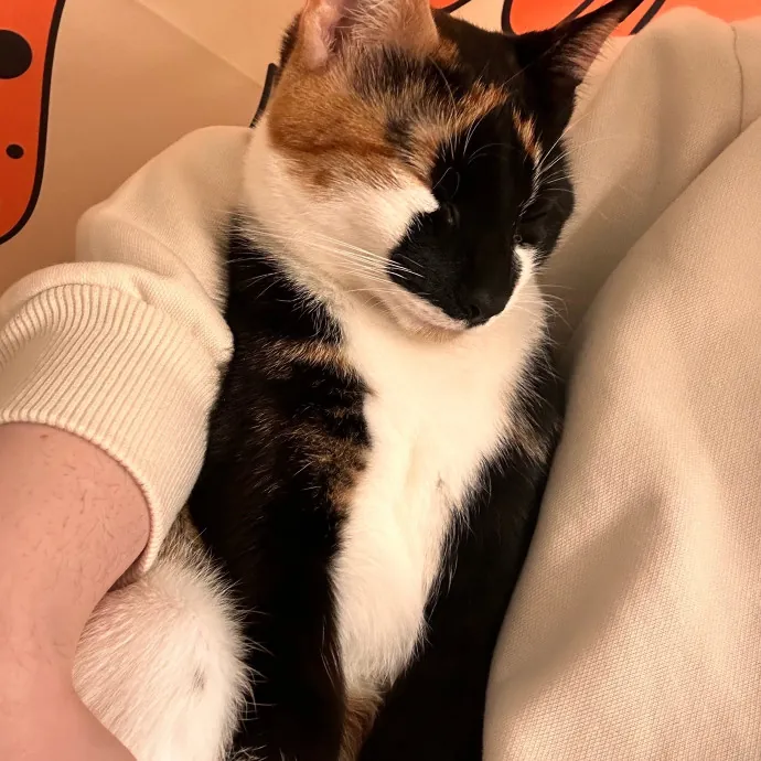 Trusted And Compassionate Cat Caregiver