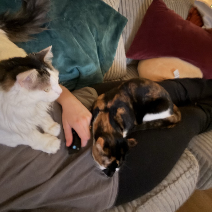 Trusted And Compassionate Cat Caregiver photo 2